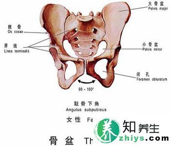 屁股大好生养