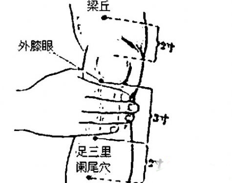 怎么找足三里穴位